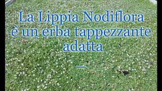 Lippia nodiflora [upl. by Ynohtnakram963]