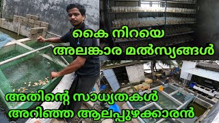 Kerala ornamental Fish Farming Success StoryLimited Space Maximum Out put [upl. by Mcgannon]