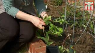 How to sow and grow sweet peas video with Thompson amp Morgan [upl. by Kaitlyn]