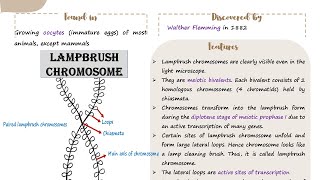 Lampbrush chromosome  Structure  Function [upl. by Chung752]