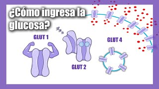 Transporte de Glucosa  Glucotransportadores  GLUT  SGLT [upl. by Eissac72]