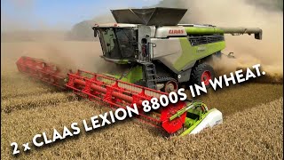 4Kᵁᴴᴰ Harvest 2024 Two of Thurlow Estates Claas Lexion 8800 TT combines harvesting wheat in Cambs [upl. by Heim]