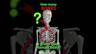 How many BONES Are in the Human Body [upl. by Acinok]