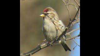 6 Čečetka zimní Acanthis flammea Common Redpoll Birkenzeisig [upl. by Licec354]