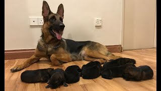 German shepherd Giving birth to 9 puppies  First Litter [upl. by Yevol212]