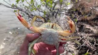 Find crabs and fish in the canal crab and fish [upl. by Falzetta]