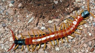 Centipede movement terrordangerous [upl. by Neidhardt]