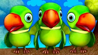 main tota main tota hare rang ka  new parrot song  parrot budgie trending [upl. by Yahska]