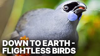 Down to Earth  Flightless Birds  Wildlife Documentary [upl. by Ahsinor592]