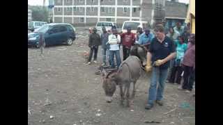 Donkeys arent naughty  The Donkey Sanctuary [upl. by Atiuqahc]