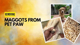 How to remove maggots from dog at home  How many MAGGOTS we removed😱 maggots removal from pet 🐕 [upl. by Anwat713]