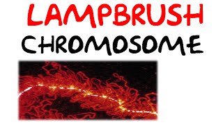 Lampbrush chromosomes [upl. by Satsok373]