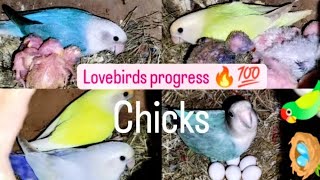 Lovebirds progress Non ring💯 हर मटकी मैं😱 5 बच्चे और अंडे है 🔥🔥 successful breeding🔥💯💯 [upl. by Lytle]