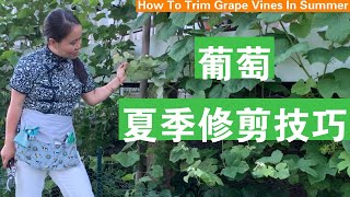 ENG SUB 葡萄夏季修剪六个步骤 Six Steps To Trim Grape Vines In Summer [upl. by Trish]