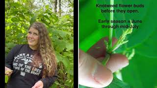 How to spray Knotweed [upl. by Naor]