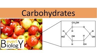 Carbohydrates honors biology [upl. by Bank982]