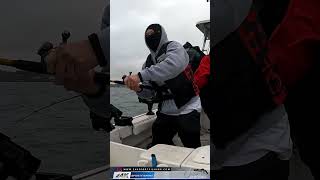 Halibut Trolling 20 Minutes In and Boom Fish On San Francisco Bay Paradise Cove [upl. by Naruq]