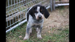 Fun and silly Bluetick Coonhound puppies at 7 weeks [upl. by Dadivitan]