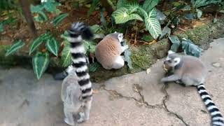 ring tailed lemur at singapore zoo [upl. by Asena]