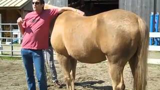 Horsemanship Tips by Dr Regan Golob Of Dynamite Marketing [upl. by Lou]