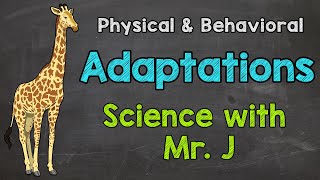 What are Adaptations  Physical Adaptations amp Behavioral Adaptations [upl. by Elleinnad]