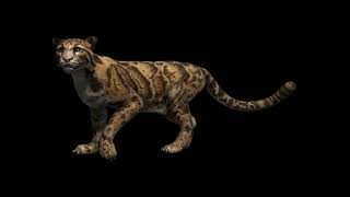 Clouded Leopard Far Cry 4 Sounds [upl. by Channa]