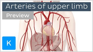 Arteries of the upper limb preview  Human Anatomy  Kenhub [upl. by Eintruok420]