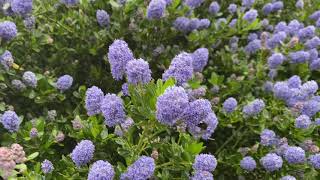 Ceanothus Victoria hedge in bloom [upl. by Kassaraba]