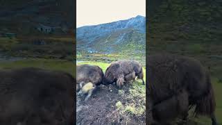 Musk ox fight wildlife shortvideo animals [upl. by Cristen]