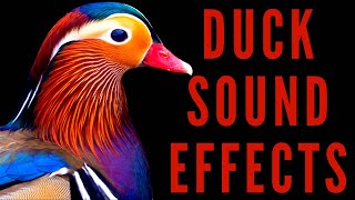 DUCK SOUND EFFECTS  Duck Sounds [upl. by Mahgem342]