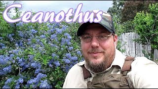 8 Reasons To Grow Ceanothus In Your Landscape [upl. by Bennett]