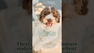 8 things to know about the Lagotto Romagnolo dog breed  Country Living UK [upl. by Nryhtak]