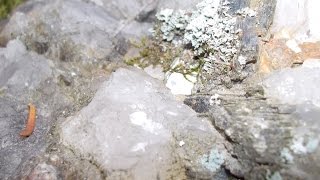 Return to Big Caribou Lake Ontario Crystal Hunting [upl. by Yecart]