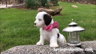 Springerdoodle Sproodle Romp [upl. by Noiram]