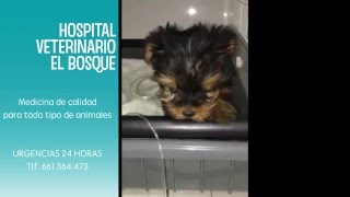 VETERINARIO ONLINE Capítulo 2 El parvovirus canino en los cachorros [upl. by Raynold616]