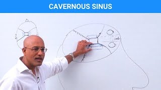 Cavernous Sinus  Structure and Function [upl. by Marcy625]