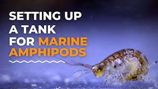 Setting Up A Saltwater Amphipods Breeding Tank  Blue Reef Tank [upl. by Nidorf]