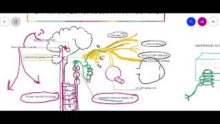 PUPILLARY LIGHT REFLEX  PARASYMPATHETIC amp SYMPATHETIC SUPPLY Of PUPIL [upl. by Eelirem]