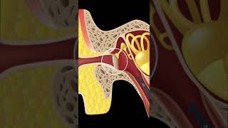 RETRACTED EARDRUMRETRACTION POCKETS EXPLAINED SHORTS [upl. by Alene]