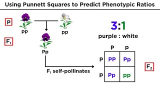 Mendelian Genetics and Punnett Squares [upl. by Glovsky100]