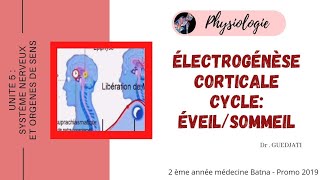 Électrogénèse Corticale  Cycle eveilsommeil Physiologie [upl. by Nedyah]