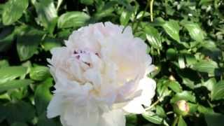 Peony Festiva Maxima  wwwpeonyshopcom [upl. by Vladamir]