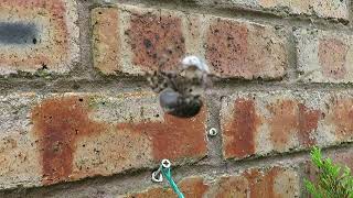 Orb Weaver Spider catches a wasp in its web October 2024 spider [upl. by Kelwen]