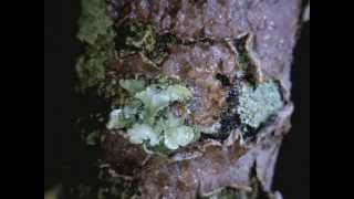 Lichens responding to water  Timelapse Video [upl. by Obe105]