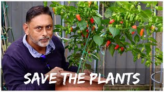 EASY GUIDE TO OVERWINTER YOUR CHILLI PLANTS  OVERWINTER PEPPER PLANTS [upl. by Haland]