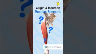 Rectus Femoris Anatomy physicaltherapy physicaltherapy anatomy [upl. by Dempstor]