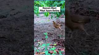 RAYUAN MAUT PIKAT AYAM BETINA ayamhutan [upl. by Nylatsirk]