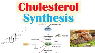 Cholesterol Synthesis  How Our Bodies Make Cholesterol [upl. by Julita]