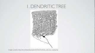 What Is A Dendrite [upl. by Dnalram]