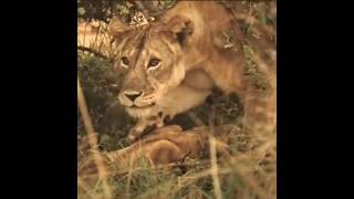 Tragic Ending When Lion Hunts Alone Warthogs Attacforyouviralvideoviralshorts viralvideovideo [upl. by Attolrahc816]